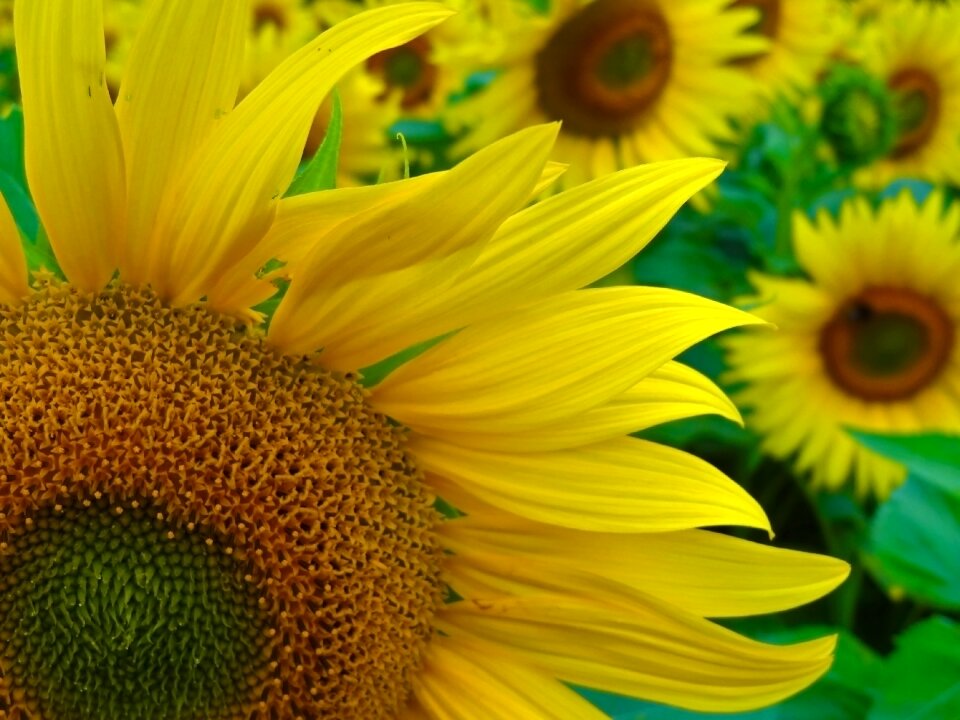 Summer yellow petals