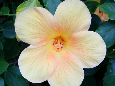 Yellow marshmallow mallow photo