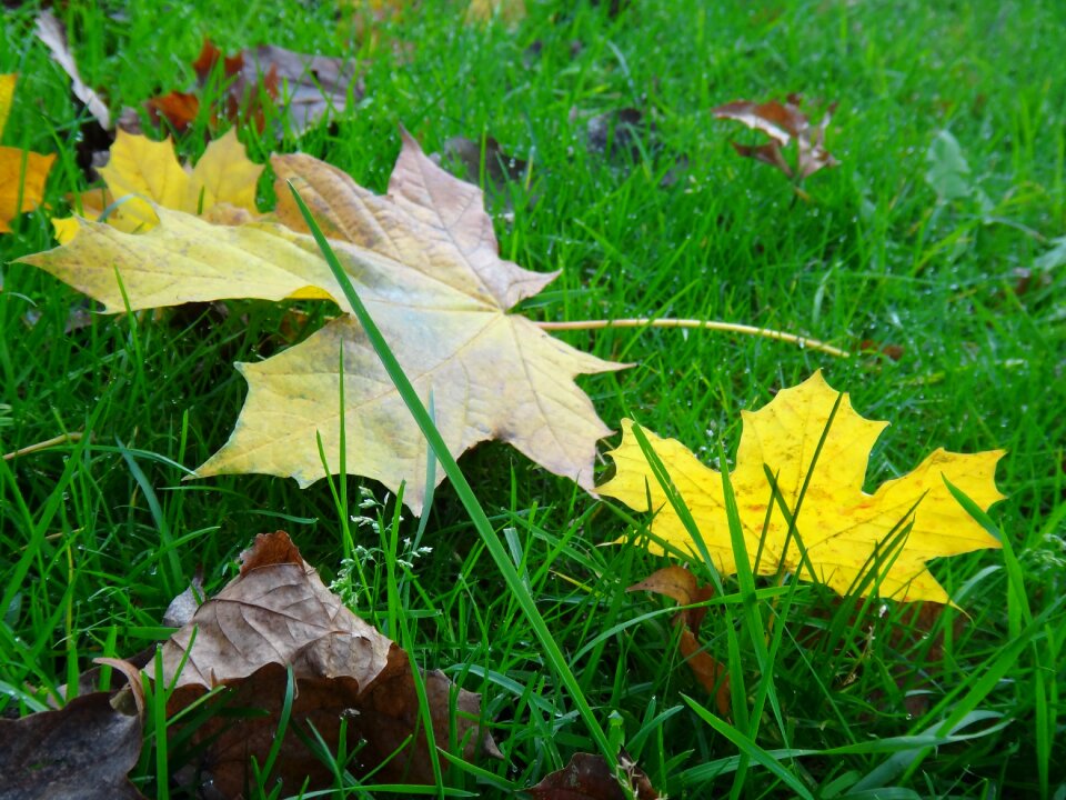 Sheet autumn Free photos