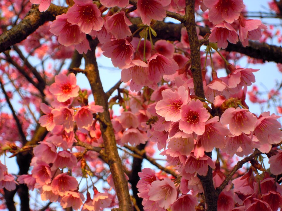 Cherry blossoms wikiproject taiwan spring
