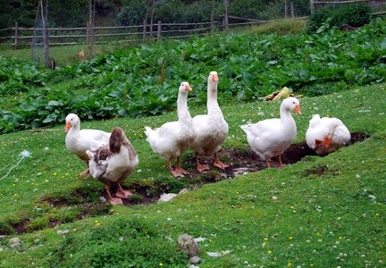 Green animal biped photo