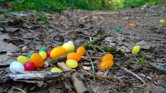 Forest floor forest path egg