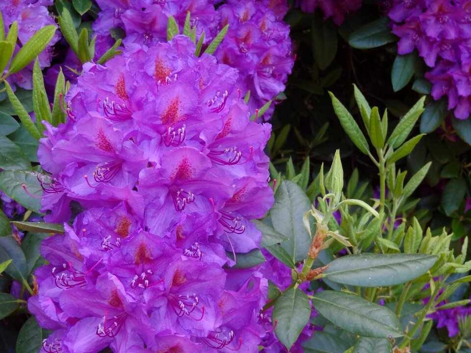Blossom bloom purple