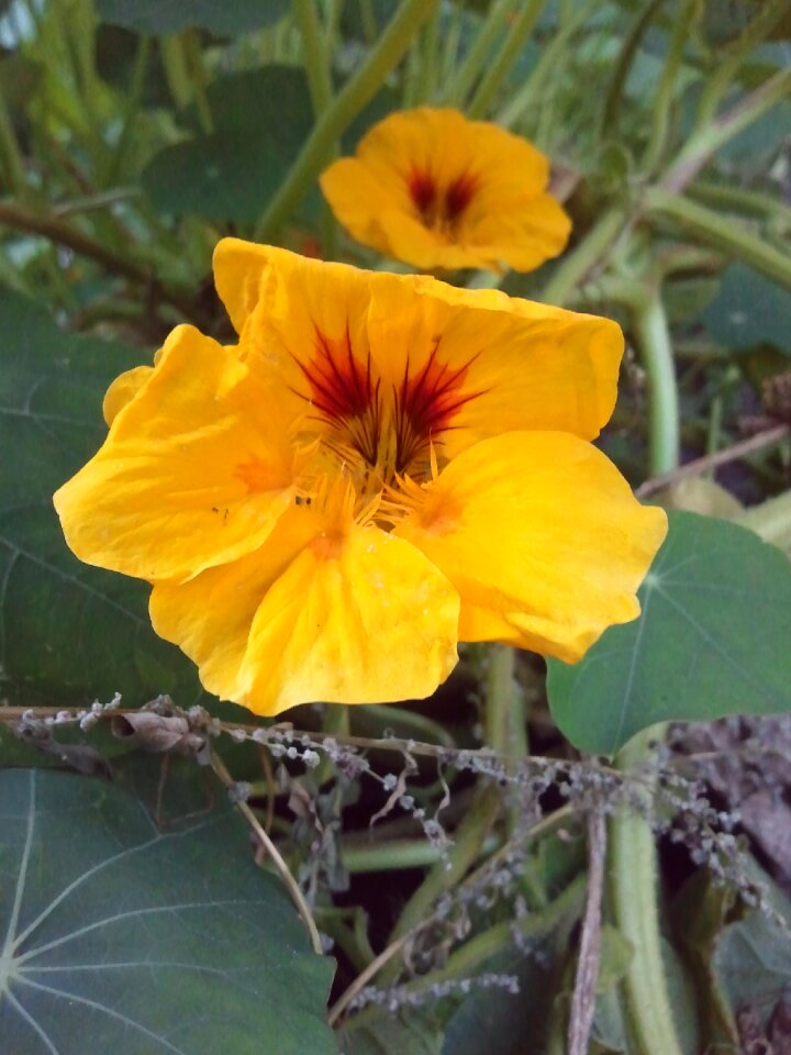 Flower blossom bloom