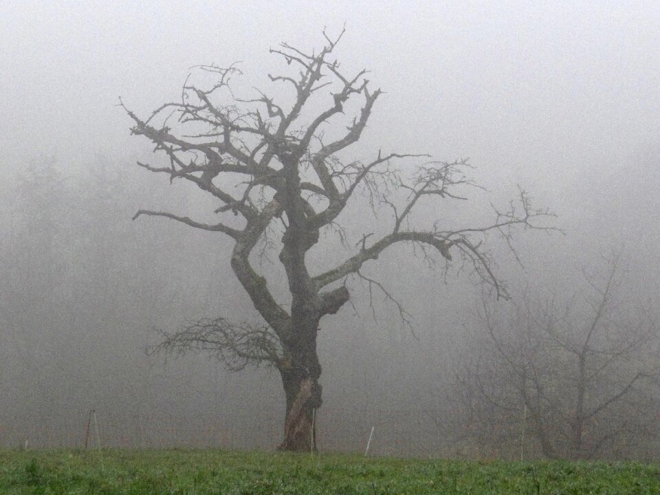 Tree colourless nature