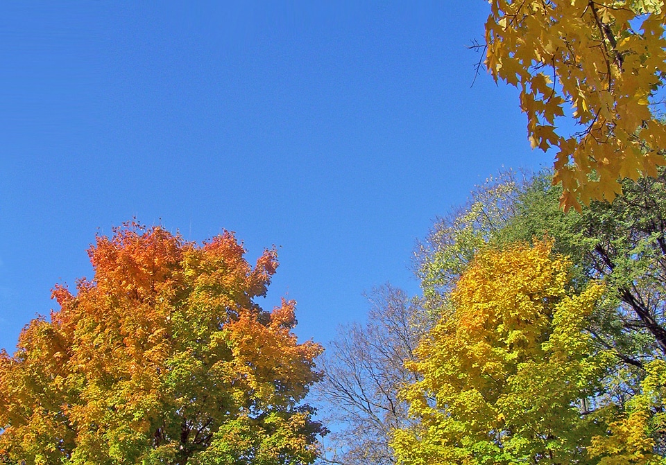 Leaves blue sky