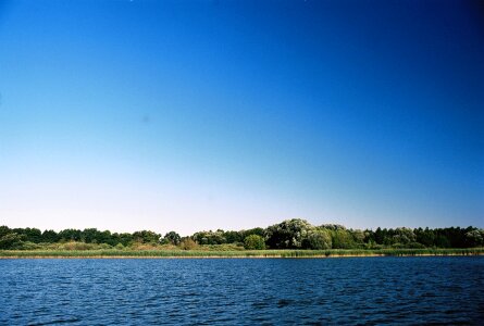 Reed landscape water