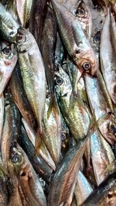 Horse mackerel sea fish shop photo