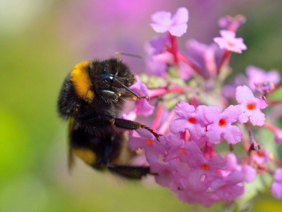 Insect hummel flowers