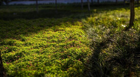 Little red flowers roadside sunshine