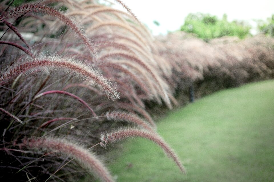 Nature leaf outdoor