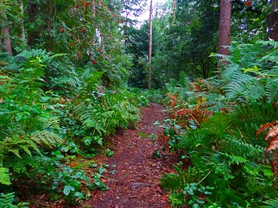 Fern forest jungle photo