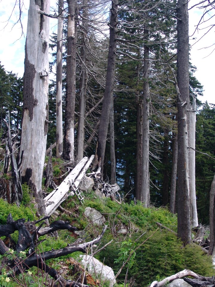 Outdoor woods natural