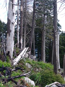 Outdoor woods natural