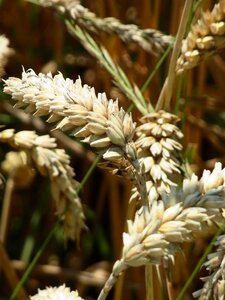 Nature agriculture cornfield