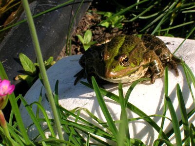 Water green water frog photo