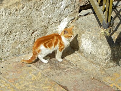Street fur mammal