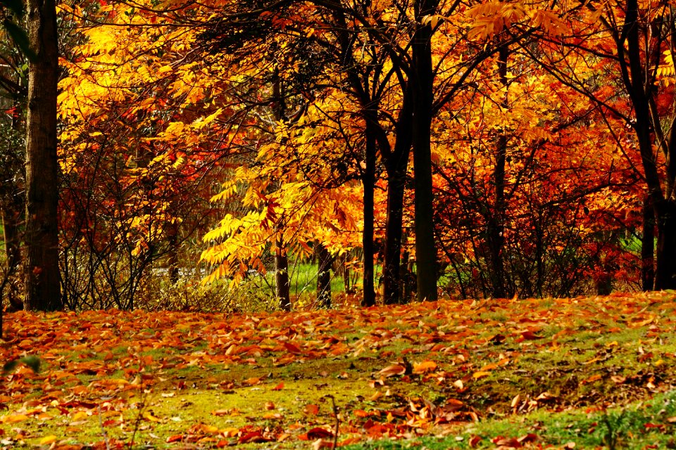 Autumn late autumn maple