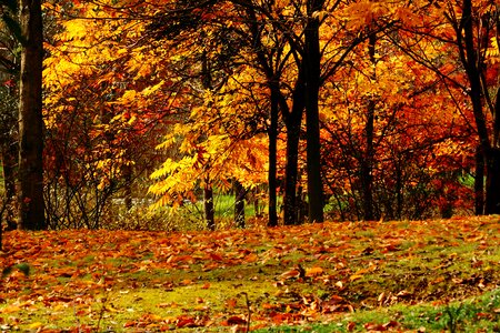 Autumn late autumn maple