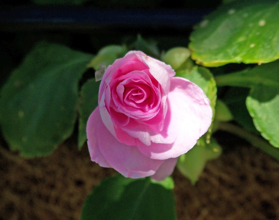 Blossom flora decoration