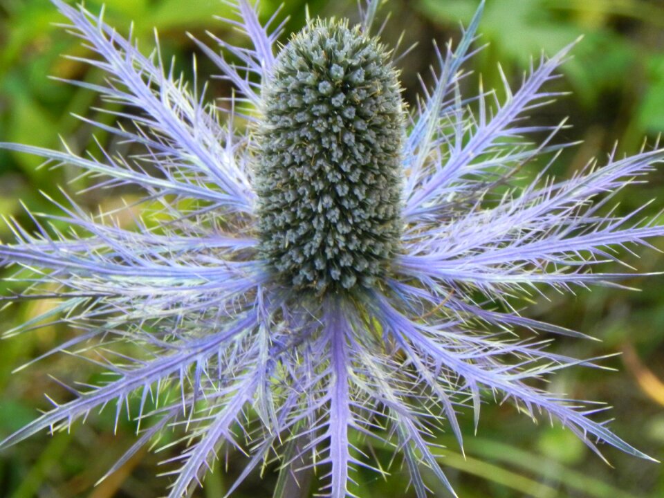 Violet nature purple