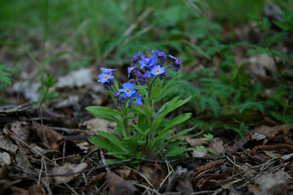 Plant blooming green
