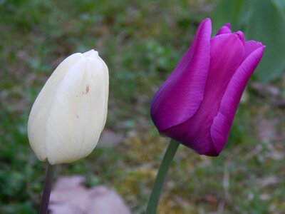 Bloom red purple purple flower photo