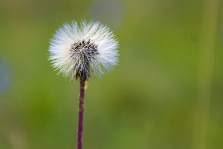Green seedpod seed