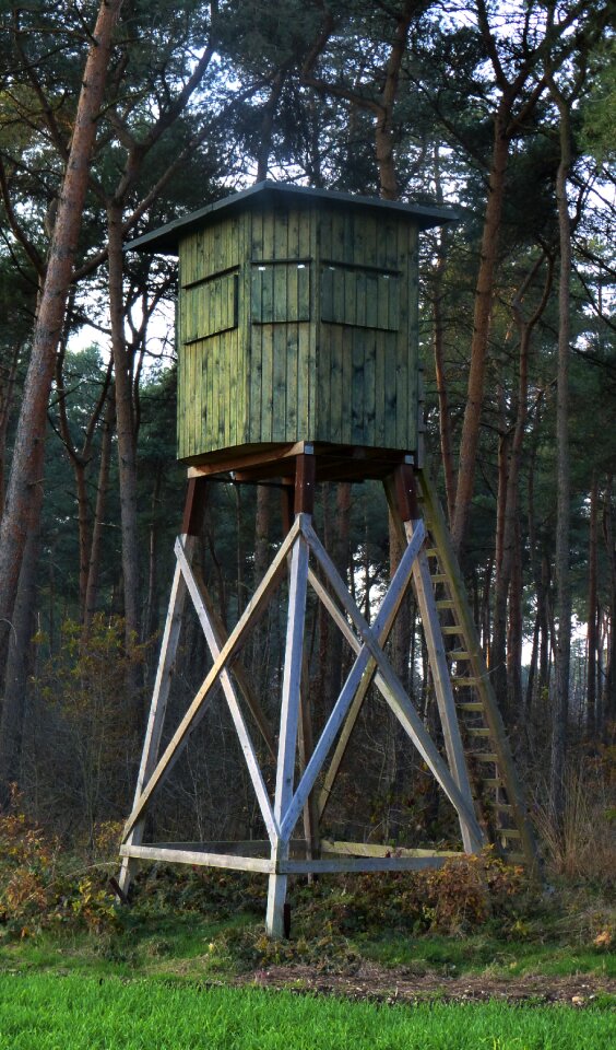 Hunts animal forests
