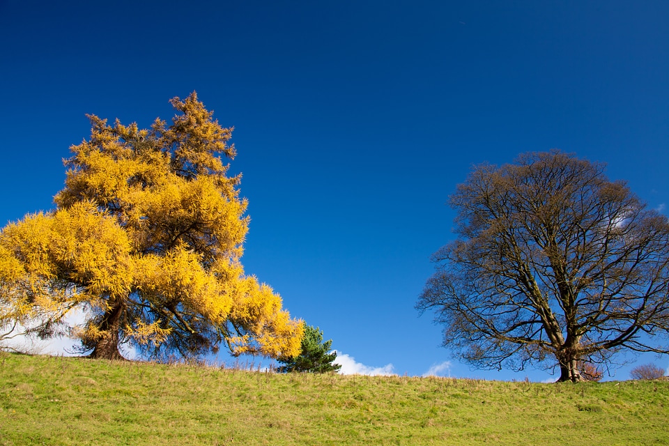 Country field grass