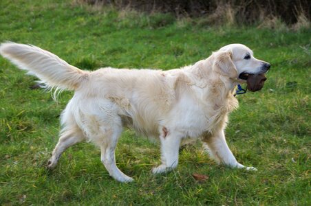 Animal fur dogs photo