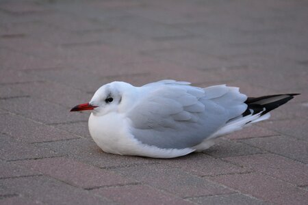 Species animals water bird photo