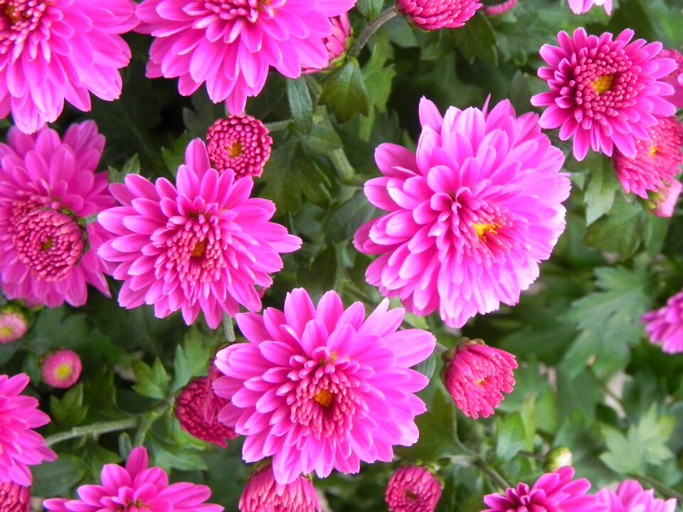 Bloom nature plant