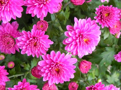 Bloom nature plant
