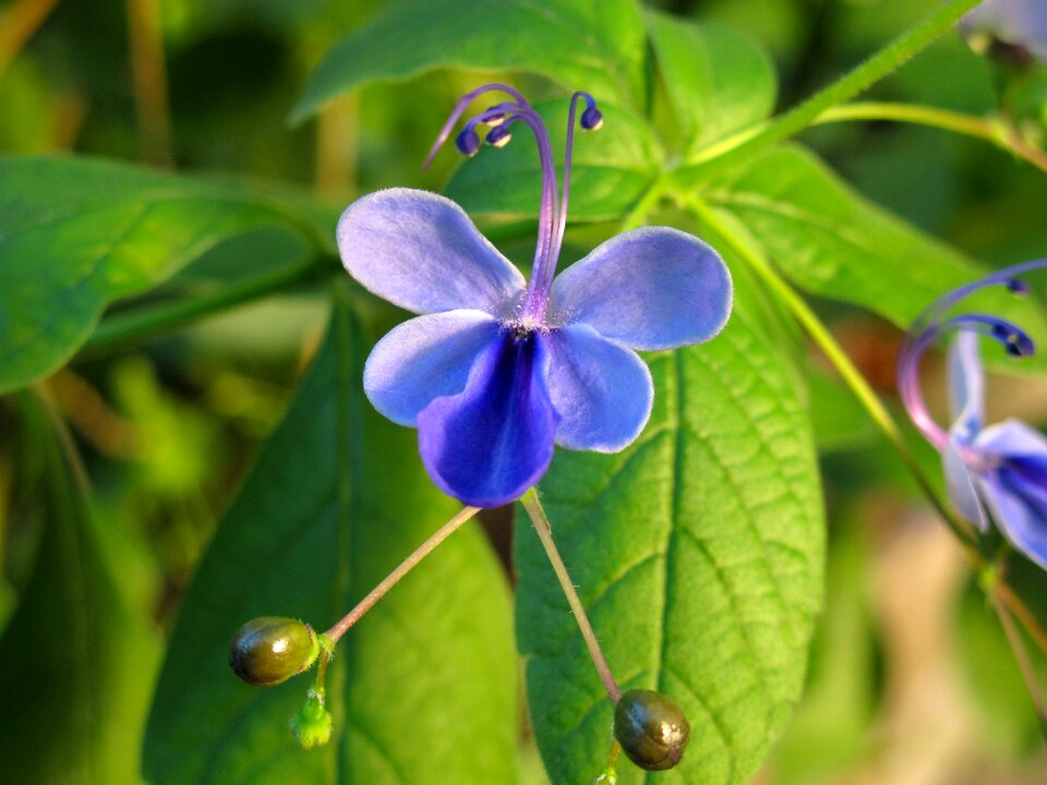 Purple blossom bloom