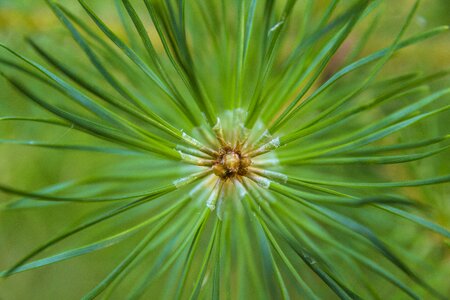 Nature shots tree