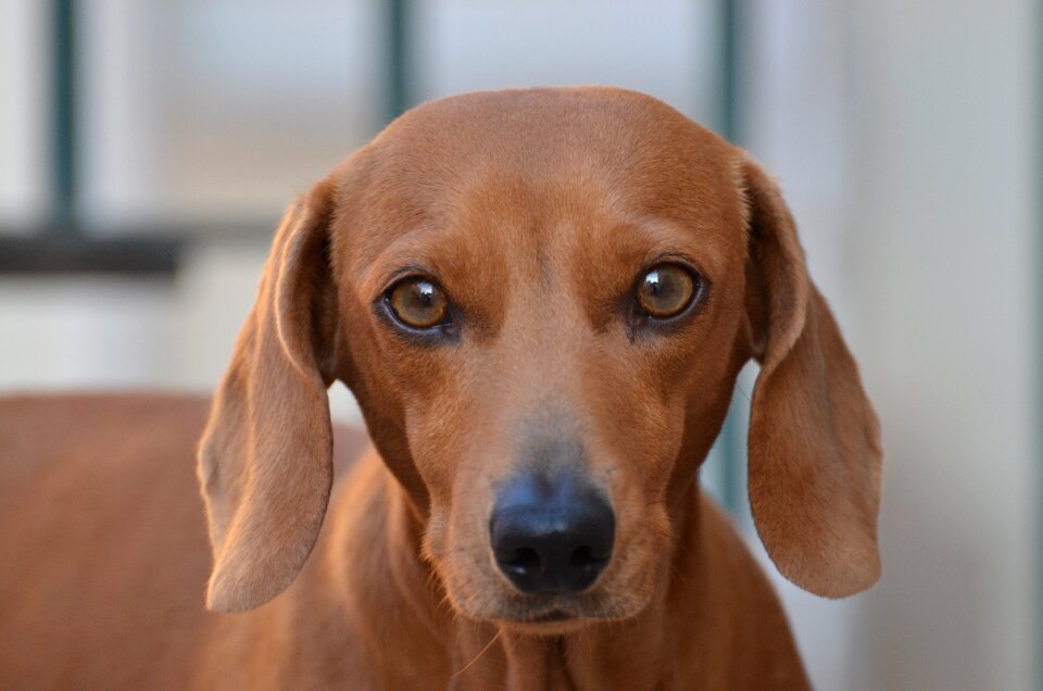 Pet animal domestic animals