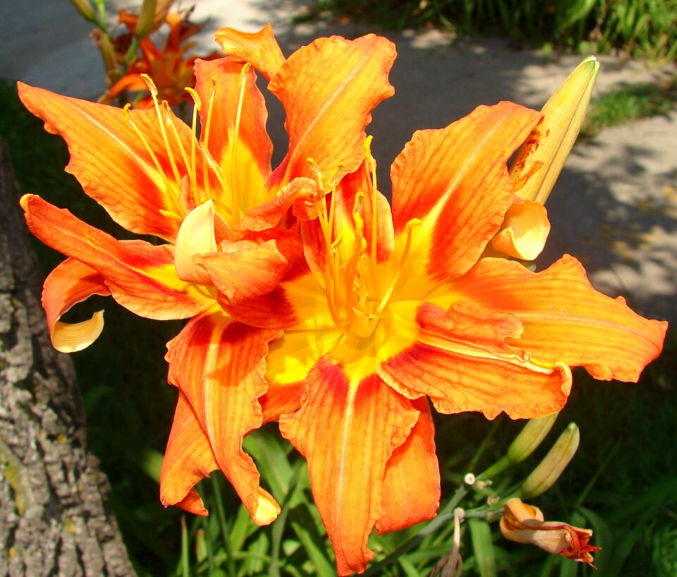 Flower bloom lily