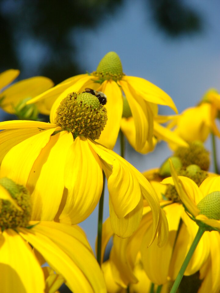 Flower bloom petal