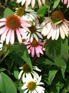 Flower plant purple