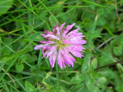 Pointed flower meadow fodder plant photo