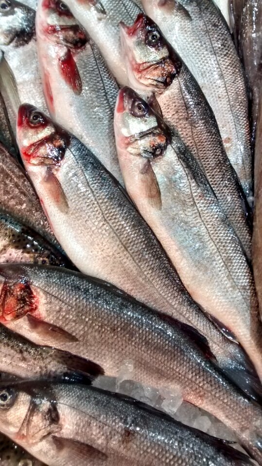 Horse mackerel sea fish shop photo