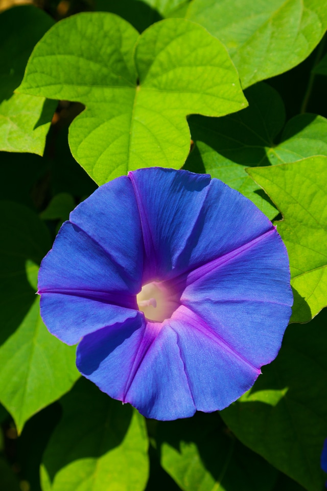 Colorful flora flower