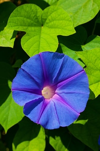 Colorful flora flower photo