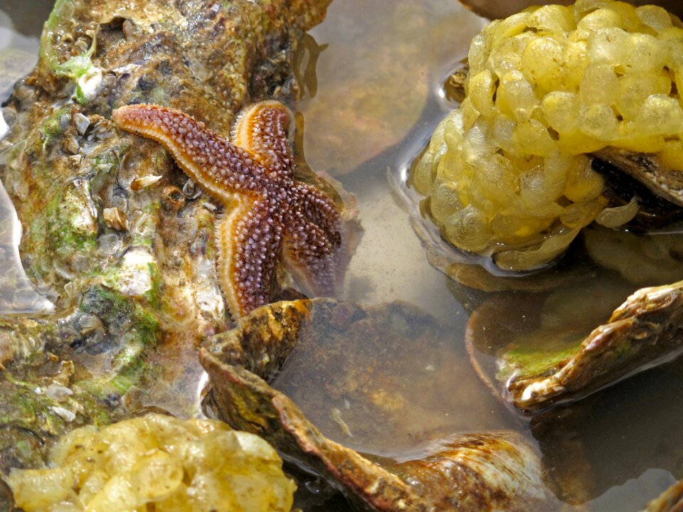 Sea north sea sea animals