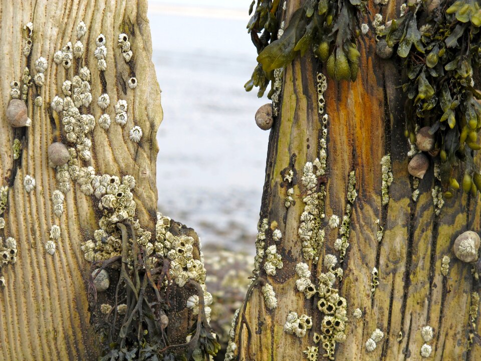North sea barnacles snails
