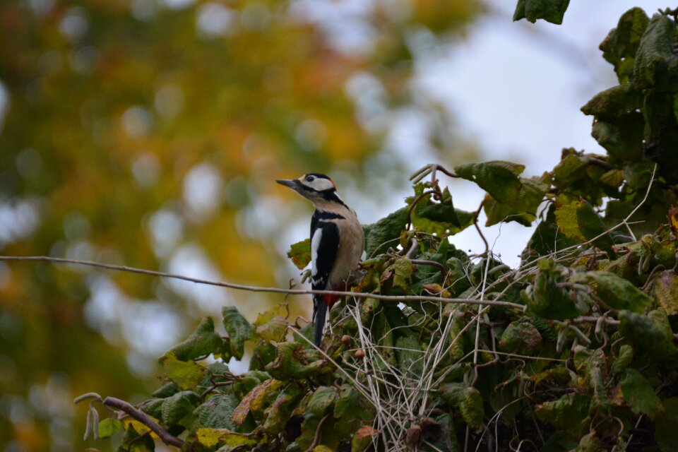 Woodpecker animal colorful