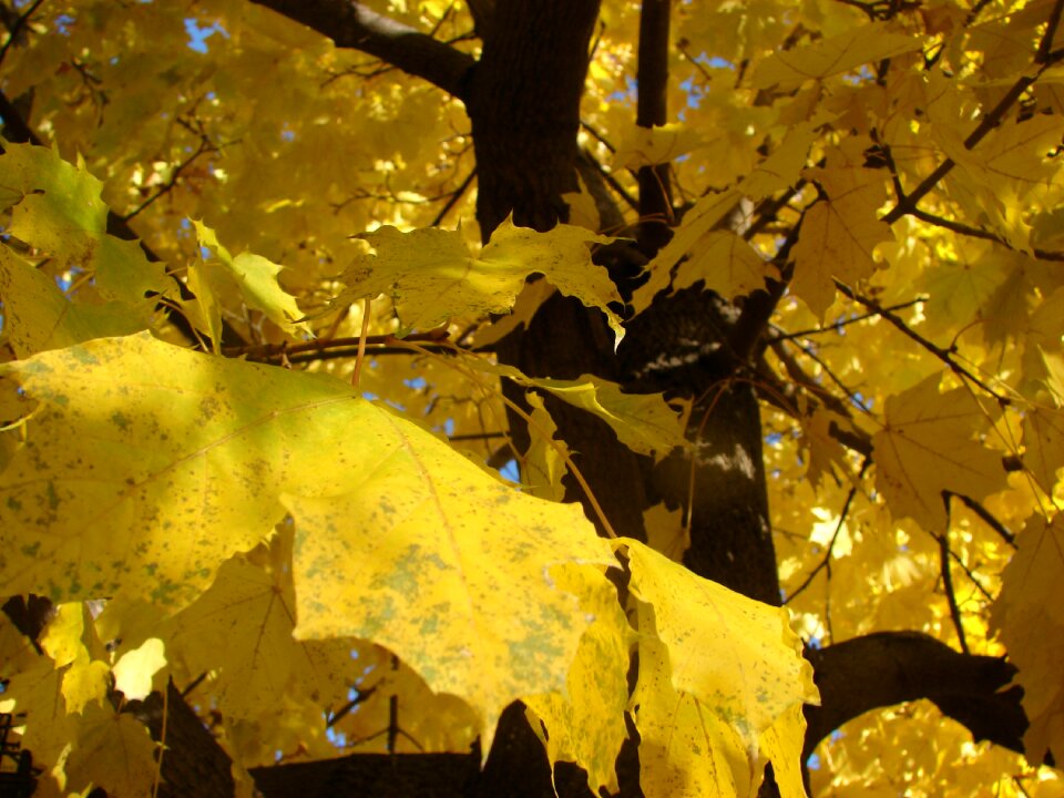 Leaves color season photo