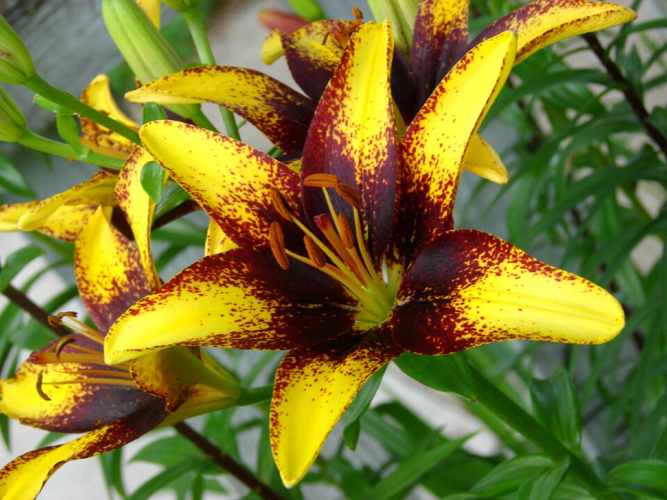 Nature plant floral
