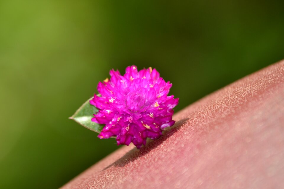 Purple wild purple flower